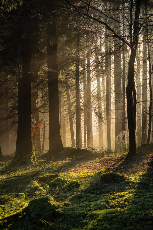 Lichteinfall im Wald
