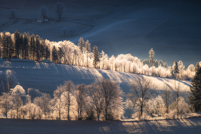 Alleen mit Reif im Gegenlicht