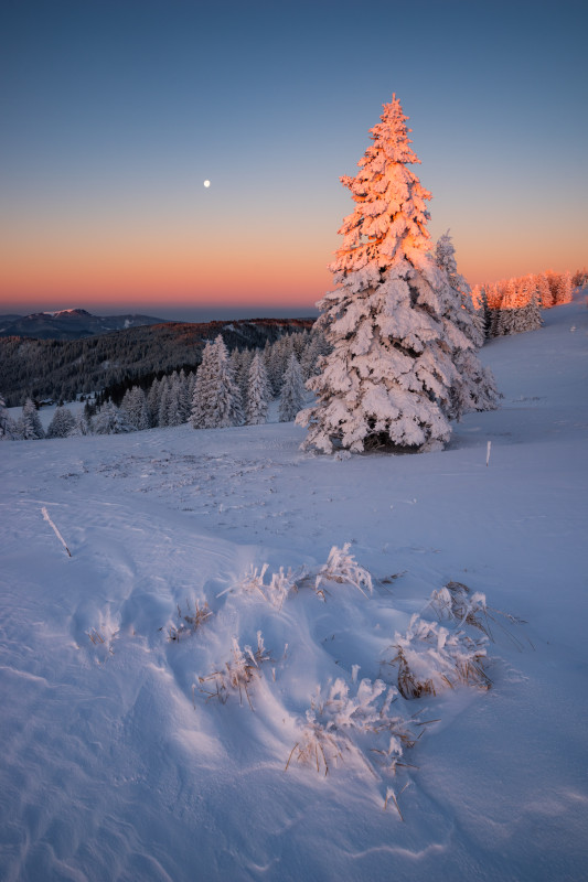 Wintermorgen auf dem Feldberg