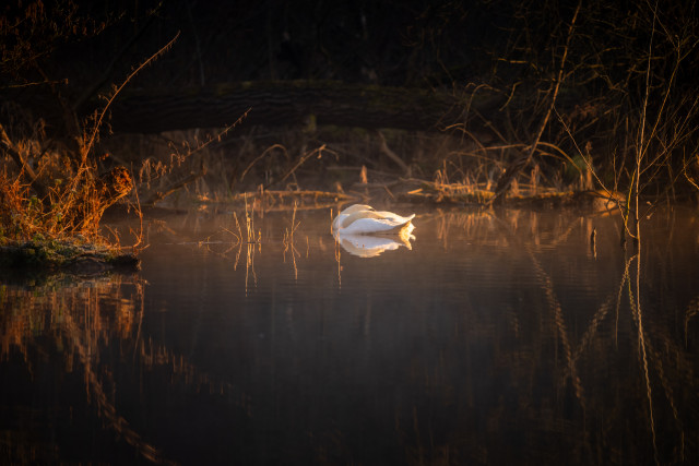 Schlafender Schwan im Morgenlicht