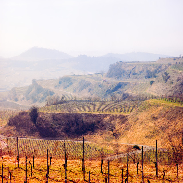 Typische Kaiserstuhl-Landschaft
