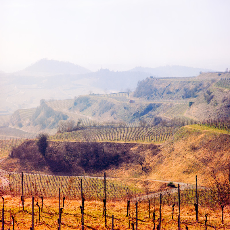 Typische Kaiserstuhl-Landschaft
