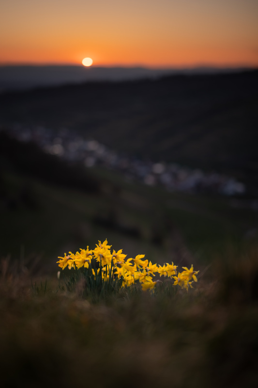 Narzissen auf dem Badberg bei Sonnenuntergang