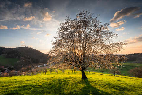 Frühlingsabend im Wildtal