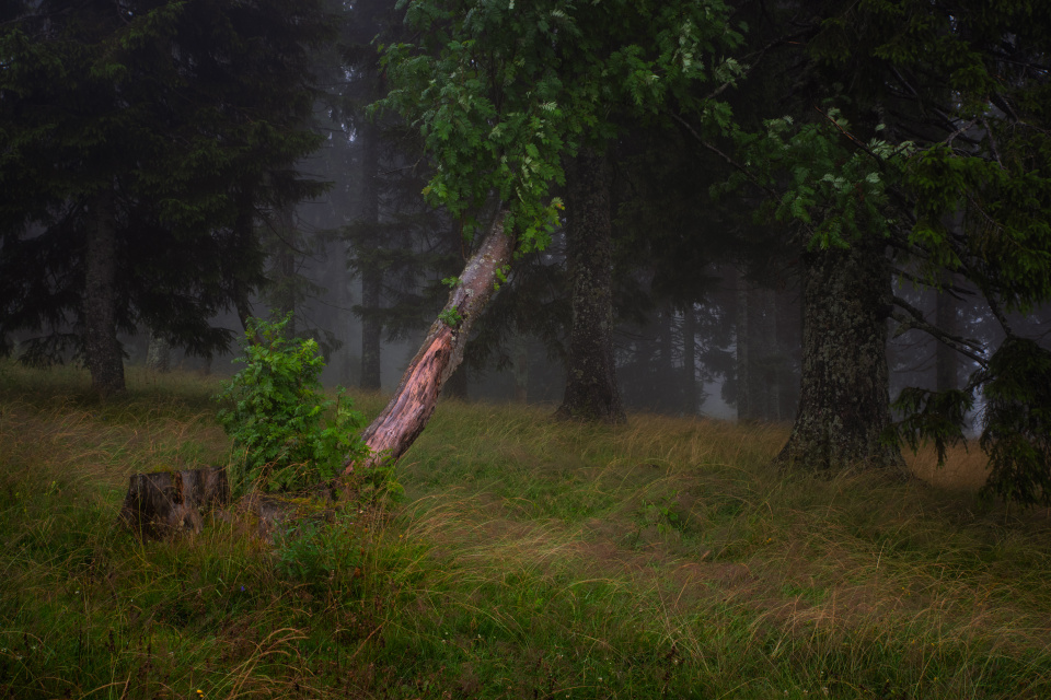 Nebelwald auf dem Feldberg