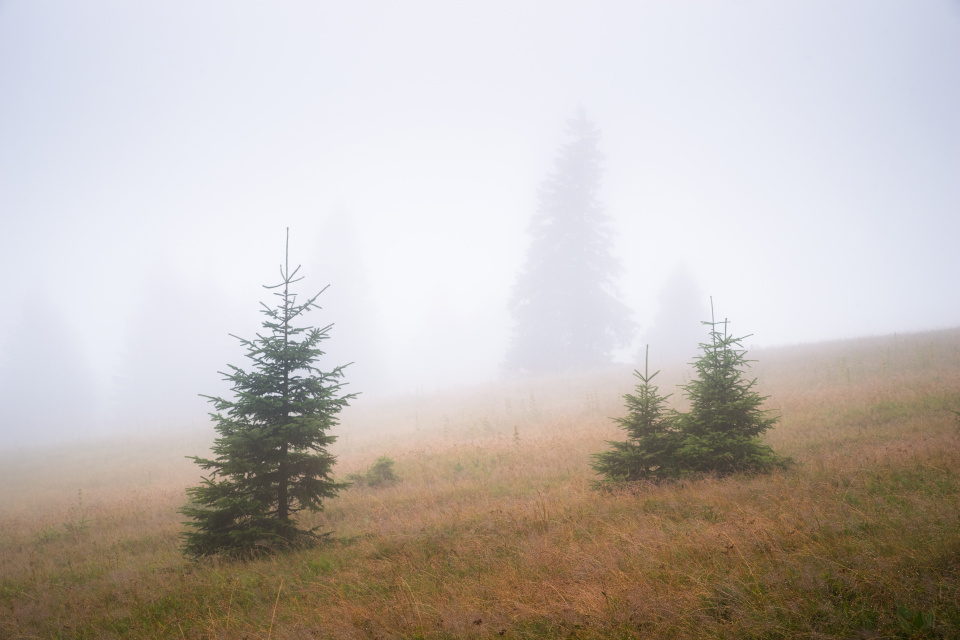 Regentag auf dem Feldberg