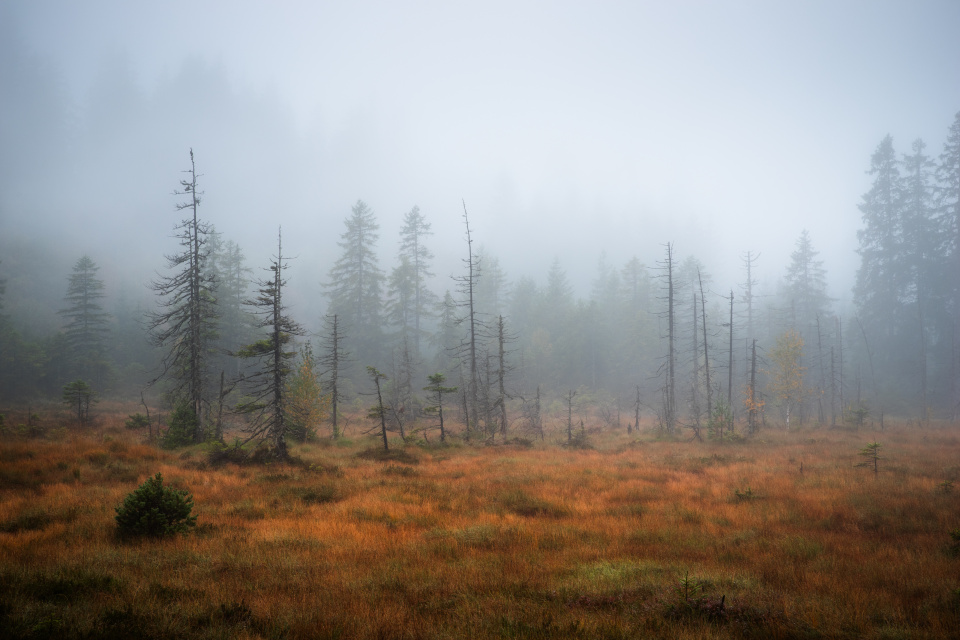 Hochmoor Hirschbäder im Herbst