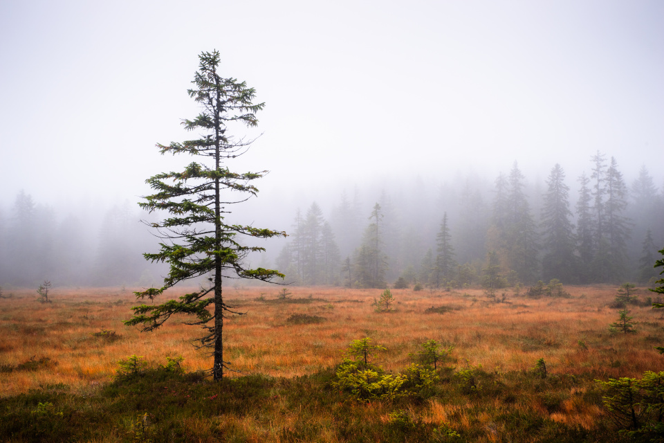 Hochmoor Hirschbäder im Herbst