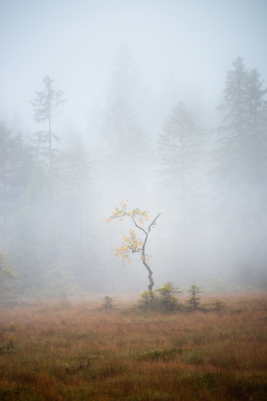 Hochmoor Hirschbäder im Herbst