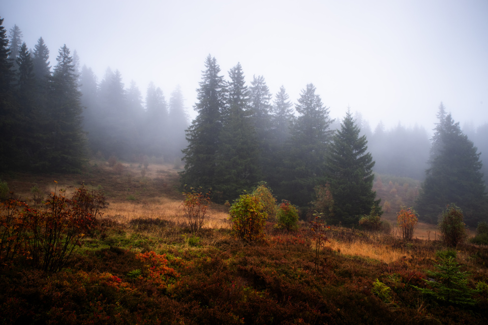 Farnwitte im Herbst