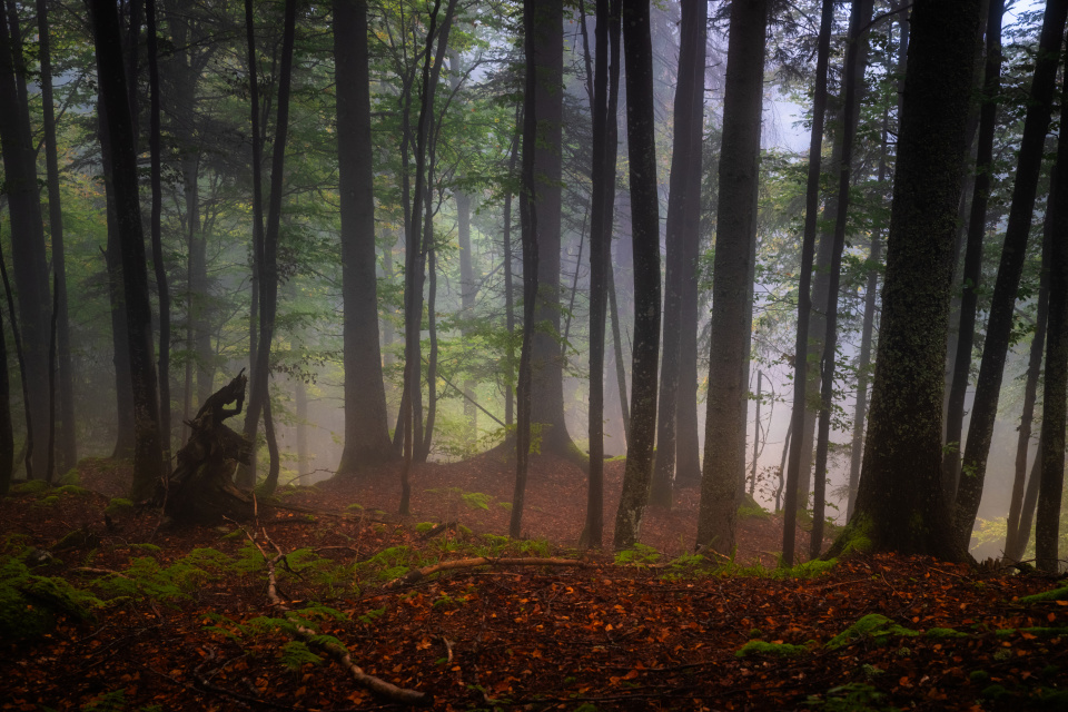 Im Bannwald Feldberg