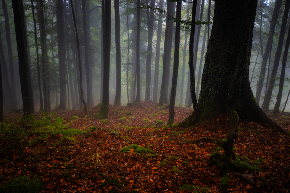Im Bannwald Feldberg