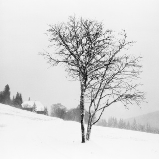 Wintereinbruch, Rinken