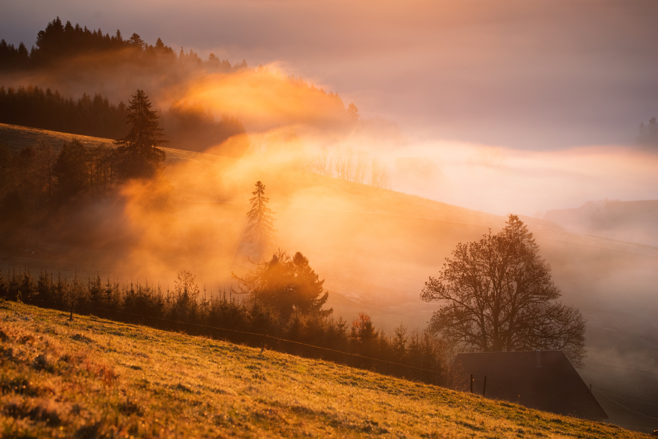 Nebel und Morgenlicht im Spriegelsbachtal