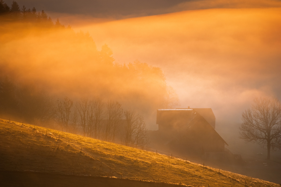 Nebel und Morgenlicht im Spriegelsbachtal