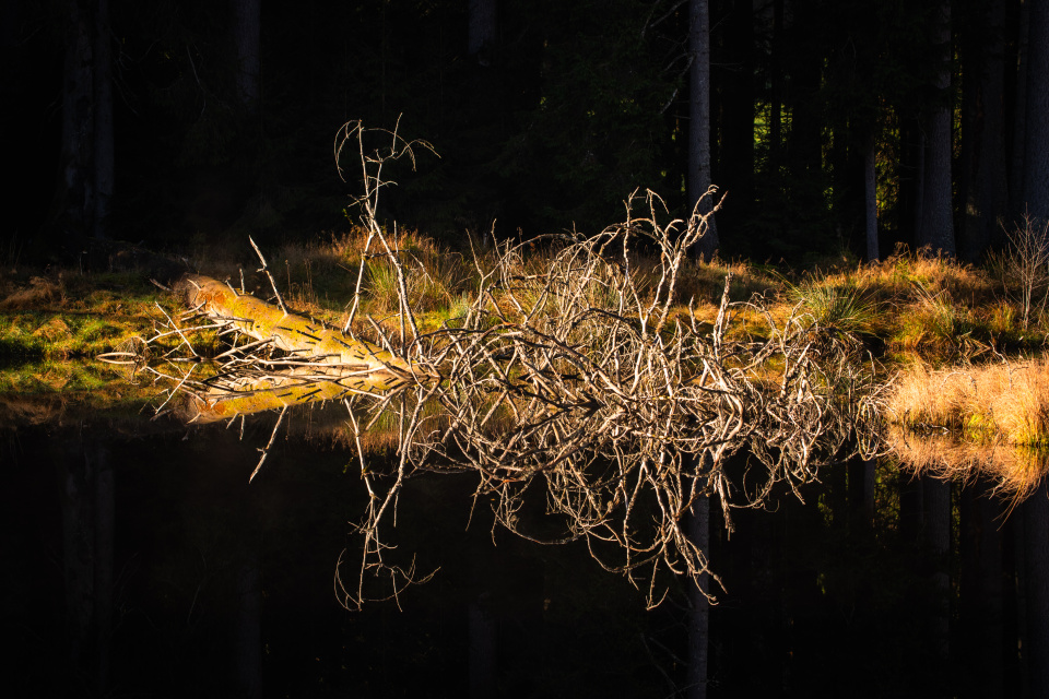Natürliches Metalbandlogo am Eisweiher