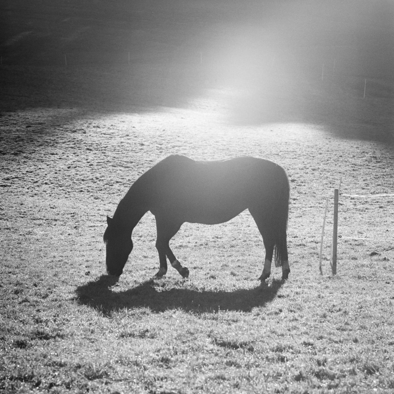 Pferdeweide am Winterhaldenweg